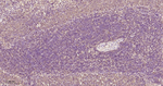 PKC Antibody in Immunohistochemistry (Paraffin) (IHC (P))