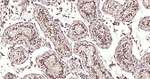 PKC Antibody in Immunohistochemistry (Paraffin) (IHC (P))