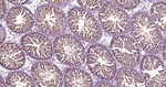 PKC Antibody in Immunohistochemistry (Paraffin) (IHC (P))