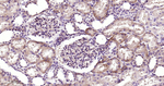 PKC Antibody in Immunohistochemistry (Paraffin) (IHC (P))