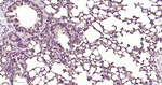 PKC Antibody in Immunohistochemistry (Paraffin) (IHC (P))