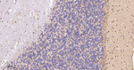 PKC delta/theta Antibody in Immunohistochemistry (Paraffin) (IHC (P))