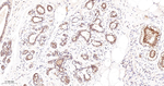 PKC delta/theta Antibody in Immunohistochemistry (Paraffin) (IHC (P))