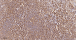 PKC delta/theta Antibody in Immunohistochemistry (Paraffin) (IHC (P))