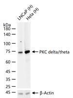 PKC delta/theta Antibody in Western Blot (WB)