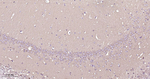 PKC epsilon Antibody in Immunohistochemistry (Paraffin) (IHC (P))