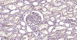 PKC epsilon Antibody in Immunohistochemistry (Paraffin) (IHC (P))