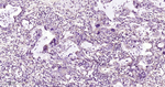 PKC epsilon Antibody in Immunohistochemistry (Paraffin) (IHC (P))