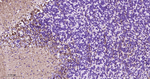PKC gamma Recombinant Rabbit Monoclonal Antibody (13H4)