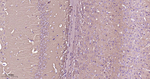PKC gamma Antibody in Immunohistochemistry (Paraffin) (IHC (P))