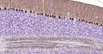PKC gamma Antibody in Immunohistochemistry (Paraffin) (IHC (P))