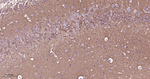 PKC gamma Antibody in Immunohistochemistry (Paraffin) (IHC (P))