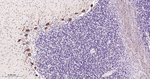 PKC gamma Antibody in Immunohistochemistry (Paraffin) (IHC (P))