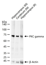 PKC gamma Antibody in Western Blot (WB)
