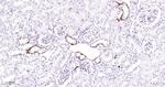 PKC Antibody in Immunohistochemistry (Paraffin) (IHC (P))