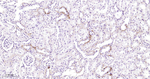 PKC Antibody in Immunohistochemistry (Paraffin) (IHC (P))