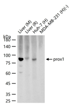 PROX1 Recombinant Rabbit Monoclonal Antibody (20A11)