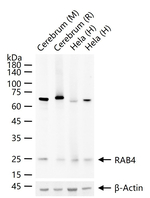 Rab4 Recombinant Rabbit Monoclonal Antibody (4C12)