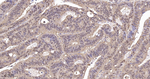 RelB Antibody in Immunohistochemistry (Paraffin) (IHC (P))