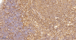 RelB Antibody in Immunohistochemistry (Paraffin) (IHC (P))