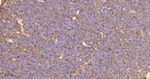 RelB Antibody in Immunohistochemistry (Paraffin) (IHC (P))