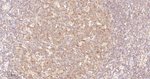 RelB Antibody in Immunohistochemistry (Paraffin) (IHC (P))