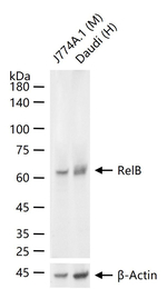 RelB Antibody in Western Blot (WB)