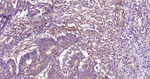 ROCK1 Antibody in Immunohistochemistry (Paraffin) (IHC (P))