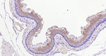 ROCK1 Antibody in Immunohistochemistry (Paraffin) (IHC (P))