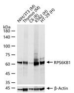 p70 S6 Kinase Antibody in Western Blot (WB)