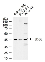 EDG3 Antibody in Western Blot (WB)