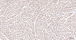 EDG3 Antibody in Immunohistochemistry (Paraffin) (IHC (P))