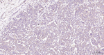 EDG3 Recombinant Rabbit Monoclonal Antibody (9E8)