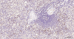 EDG3 Antibody in Immunohistochemistry (Paraffin) (IHC (P))