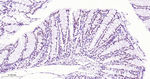 SATB2 Antibody in Immunohistochemistry (Paraffin) (IHC (P))