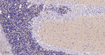 SNAP25 Antibody in Immunohistochemistry (Paraffin) (IHC (P))