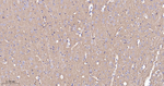 SNAP25 Antibody in Immunohistochemistry (Paraffin) (IHC (P))