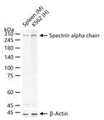 Spectrin alpha-1 Recombinant Rabbit Monoclonal Antibody (3C10)