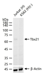 T-bet Recombinant Rabbit Monoclonal Antibody (19E12)