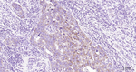 TFF3 Antibody in Immunohistochemistry (Paraffin) (IHC (P))