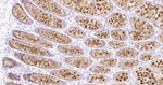 TFF3 Antibody in Immunohistochemistry (Paraffin) (IHC (P))