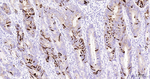 TFF3 Antibody in Immunohistochemistry (Paraffin) (IHC (P))
