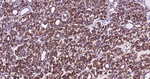 Thyroid Peroxidase Antibody in Immunohistochemistry (Paraffin) (IHC (P))