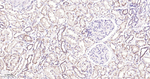 TRAF2 Antibody in Immunohistochemistry (Paraffin) (IHC (P))