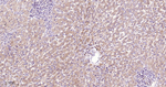 TRAF2 Antibody in Immunohistochemistry (Paraffin) (IHC (P))
