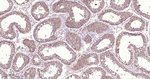 TRAF2 Antibody in Immunohistochemistry (Paraffin) (IHC (P))