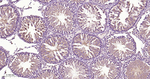 TRAF2 Antibody in Immunohistochemistry (Paraffin) (IHC (P))