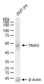 TRAF2 Antibody in Western Blot (WB)