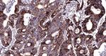 TRAP1 Recombinant Rabbit Monoclonal Antibody (13E18)
