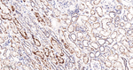 TRAP1 Antibody in Immunohistochemistry (Paraffin) (IHC (P))